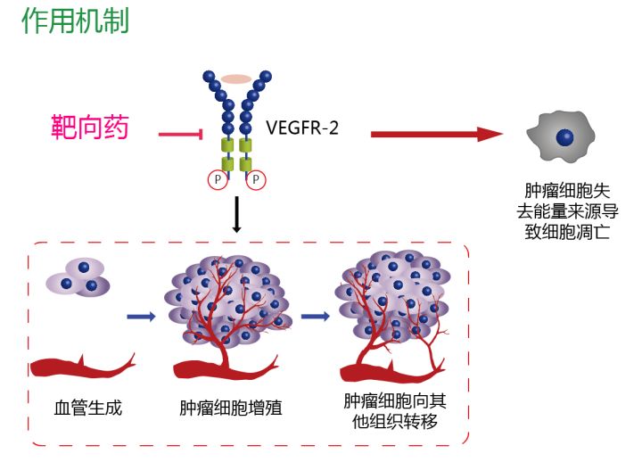 贝伐珠单抗不良反应_贝伐珠单抗一般多久耐药_贝伐珠单抗可以报销吗