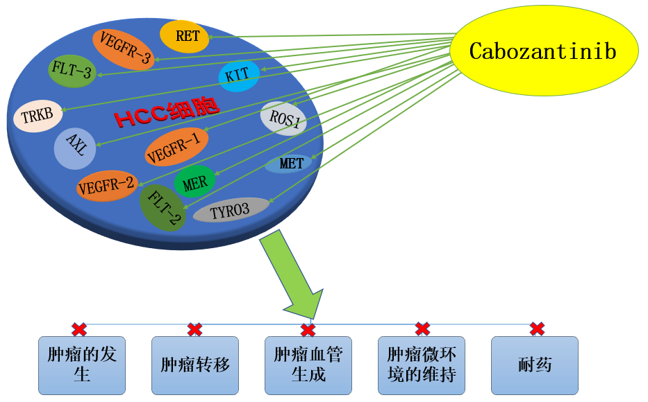 肝癌靶向治疗耐药的进展和作用机制——肝细胞一步