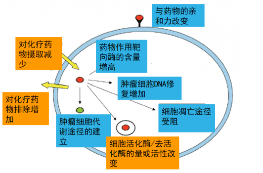 索拉非尼_小鼠索拉非尼耐药_索拉非尼耐药后