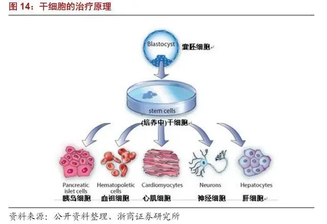 索拉非尼适用于晚期_索拉非尼说明书_索拉非尼远期