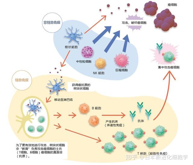 贝伐单抗治疗食道癌可以吗_贝伐单抗-阿瓦斯汀大陆卖多少钱?_贝伐单抗治疗哪种癌症