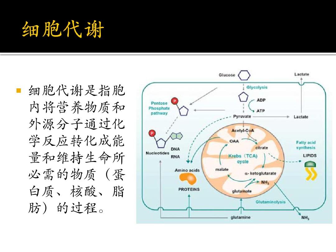 【神外前沿】生酮饮食疗法在脑胶质瘤治疗中的研究现状