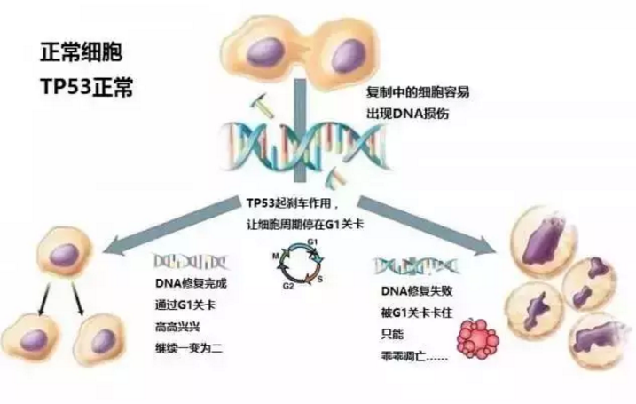 贝伐珠单抗不良反应_贝伐珠单抗是化疗药吗_贝伐单抗胸腔灌注副作用