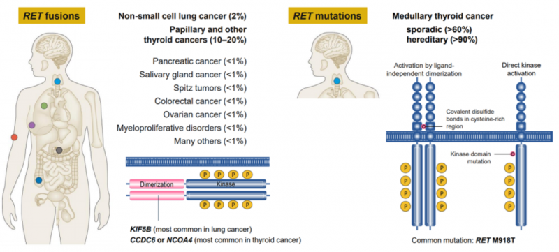 基因检测最好EGFR突变，肺癌患者占比率最大，突变