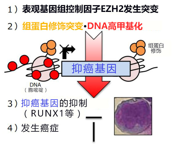 奥希替尼耐药后第四代靶向药_奥希替尼9291哪里买_吃奥希替尼耐药多久