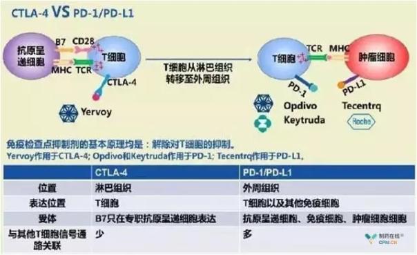 联合具有免疫调节作用的抗肿瘤单抗治疗可接受结果显示单抗