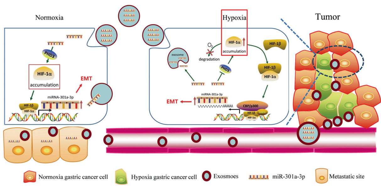 Müller细胞治疗视网膜水肿中的相关作用机制-PCR