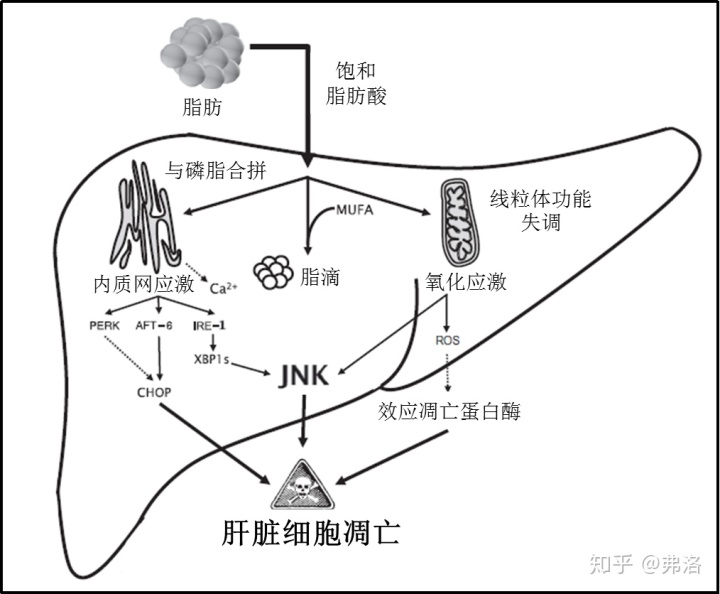 索拉非尼肝癌辅助治疗_肝癌吃索拉非尼腹泻怎样调理_索拉非尼对肝癌无效