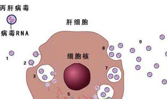 肝癌吃索拉非尼腹泻怎样调理_索拉非尼对肝癌无效_索拉非尼肝癌辅助治疗