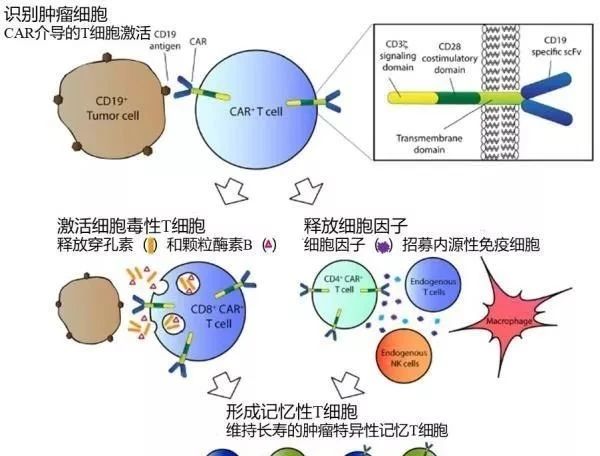 贝伐单抗用做基因检查_贝伐珠单抗不良反应_贝伐单抗和贝伐珠单抗