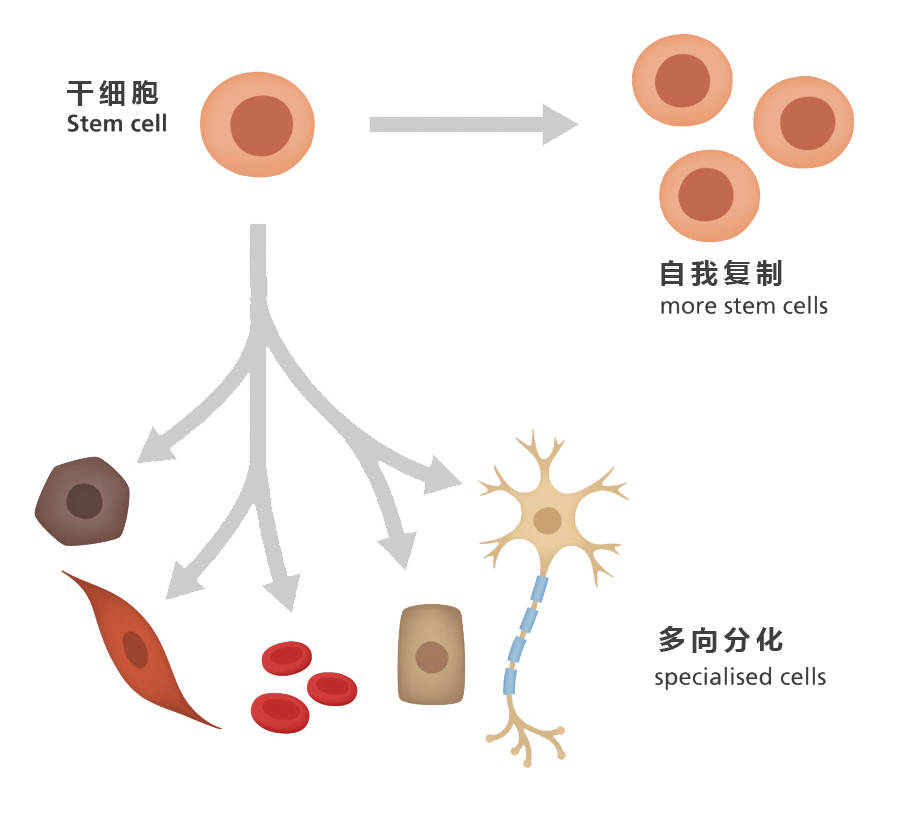 齐鲁制药获国家药监局单抗生物类似药用于治疗晚期、转移性细胞肺癌