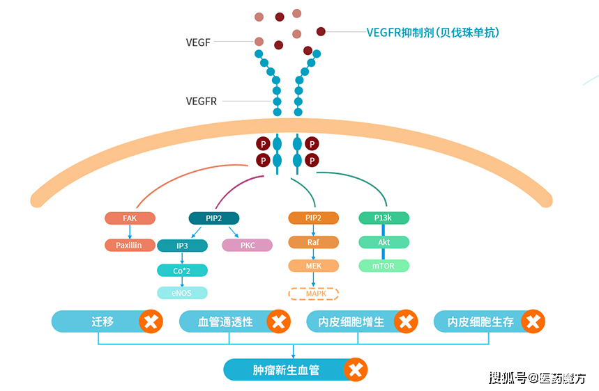 帕博利珠单抗治疗复发GBM患者的随机临床Ⅱ期试验