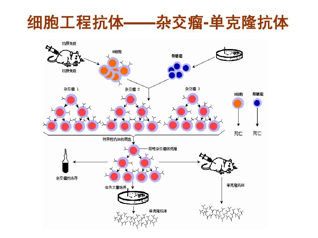 贝伐单抗用一次再吃药可以吗_贝伐单抗-阿瓦斯汀大陆卖多少钱?_贝伐珠单抗靶向是啥