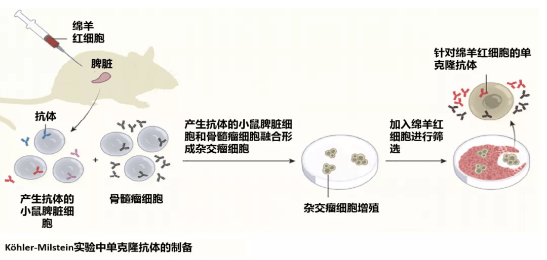 贝伐单抗-阿瓦斯汀大陆卖多少钱?_贝伐珠单抗靶向是啥_贝伐单抗用一次再吃药可以吗