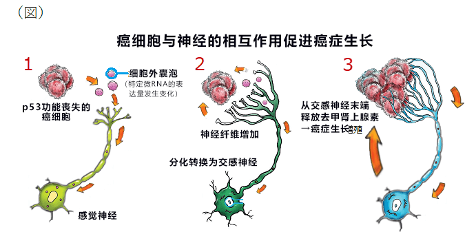 索拉非尼远期_吃索拉非尼肿瘤变小_索拉非尼美国