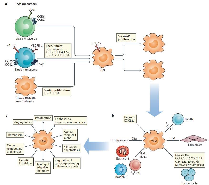EGFR敏感型活化突变非小细胞肺癌的耐药机制研究进展