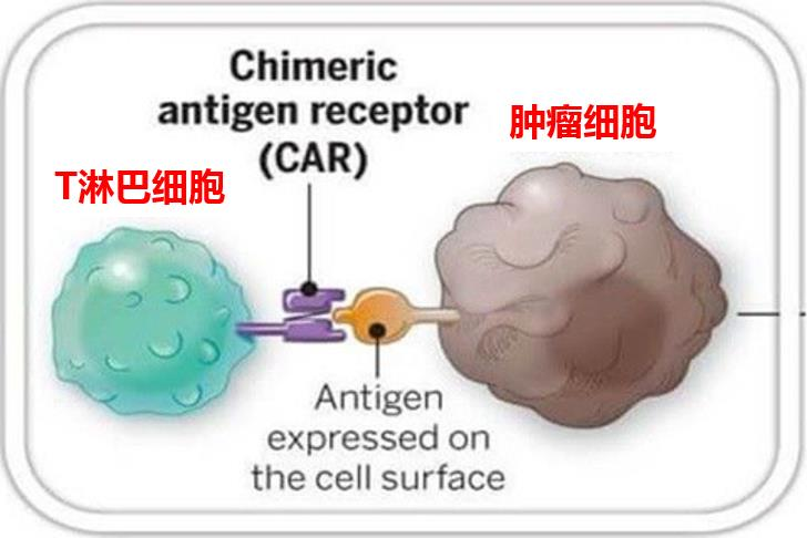 贝伐珠单抗pd-1治疗肾癌_贝伐珠单抗的副作用_贝伐珠单抗4个月后赠药