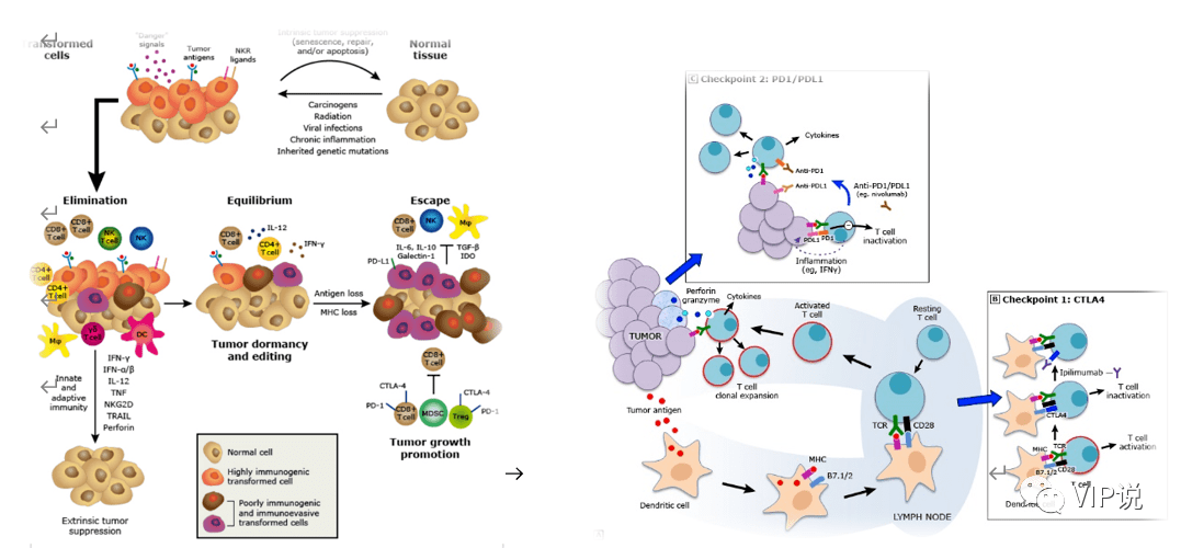
PD-1/1的免疫+靶向PD+临床模型



