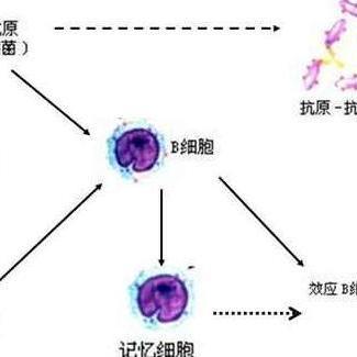 贝伐单抗耐药性_贝伐单抗瘤体注射_贝伐珠单抗注射液