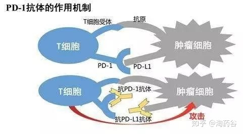 贝伐珠单抗是化疗药吗_贝伐单抗是靶向药吗_贝伐单抗瘤体注射