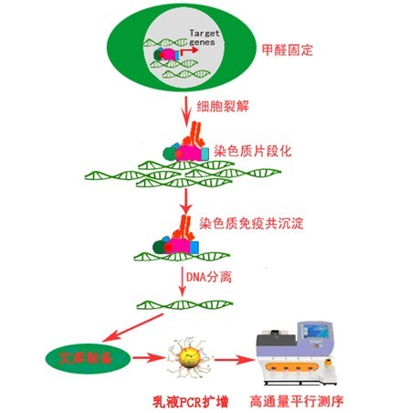 微小核糖核酸：非小细胞肺癌(,miR)-187