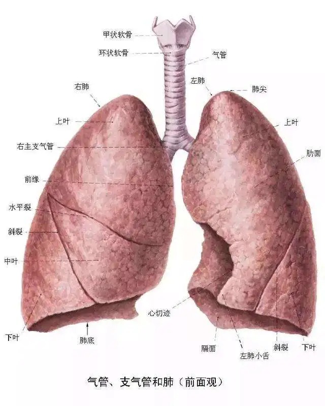 肺长什么样子图片